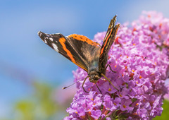 Vanessa atalanta atalanta