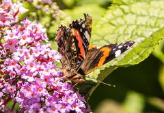 Vanessa atalanta atalanta