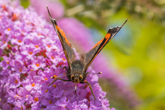 Vanessa atalanta atalanta