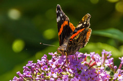 Vanessa atalanta atalanta