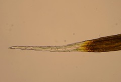 Grimmia trichophylla