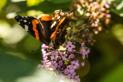 Vanessa atalanta atalanta