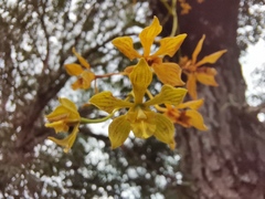 Encyclia rzedowskiana