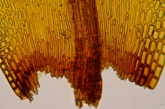 Grimmia trichophylla