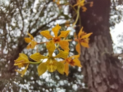 Encyclia rzedowskiana
