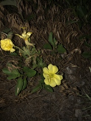 Oenothera grandis
