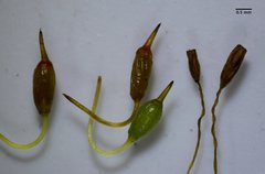 Grimmia trichophylla