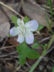 Nemophila phacelioides