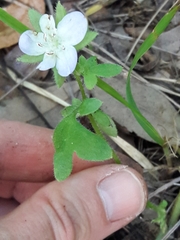 Nemophila phacelioides