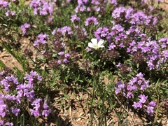Thymus mongolicus