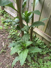 Phytolacca americana