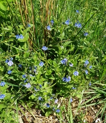 Veronica chamaedrys