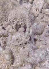 Corythoichthys haematopterus