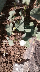 Convolvulus betonicifolius