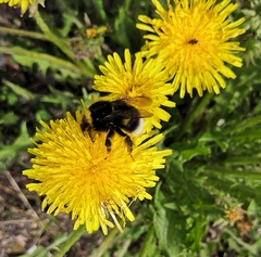 Bombus soroeensis