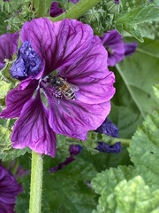 Apis mellifera