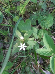Lysimachia europaea