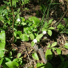 Lysimachia europaea