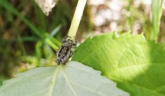 Eris militaris