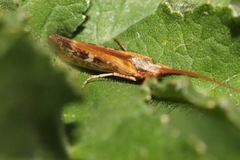 Limnephilus marmoratus