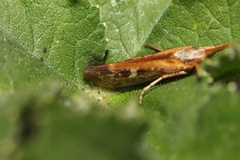 Limnephilus marmoratus