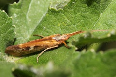 Limnephilus marmoratus