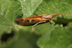 Limnephilus marmoratus