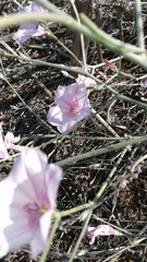 Convolvulus dorycnium