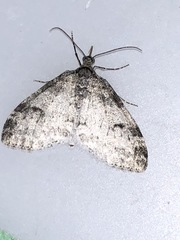 Lobophora nivigerata