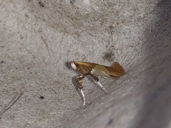 Caloptilia bimaculatella