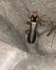 Podabrus modestus
