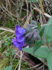 Pulmonaria australis