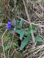 Pulmonaria australis