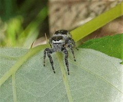 Eris militaris
