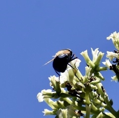 Copestylum abdominale
