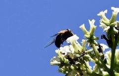 Copestylum abdominale