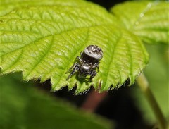 Eris militaris