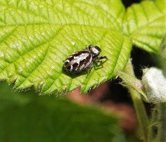 Eris militaris