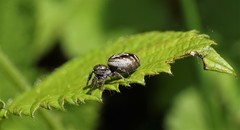 Eris militaris