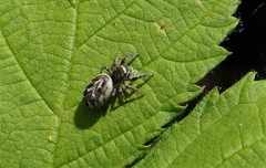 Eris militaris