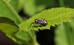 Eris militaris