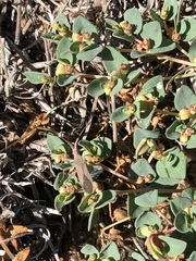 Chariesterus antennator