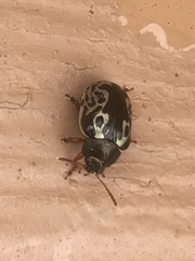 Calligrapha confluens