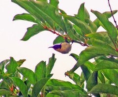 Myzomela jugularis