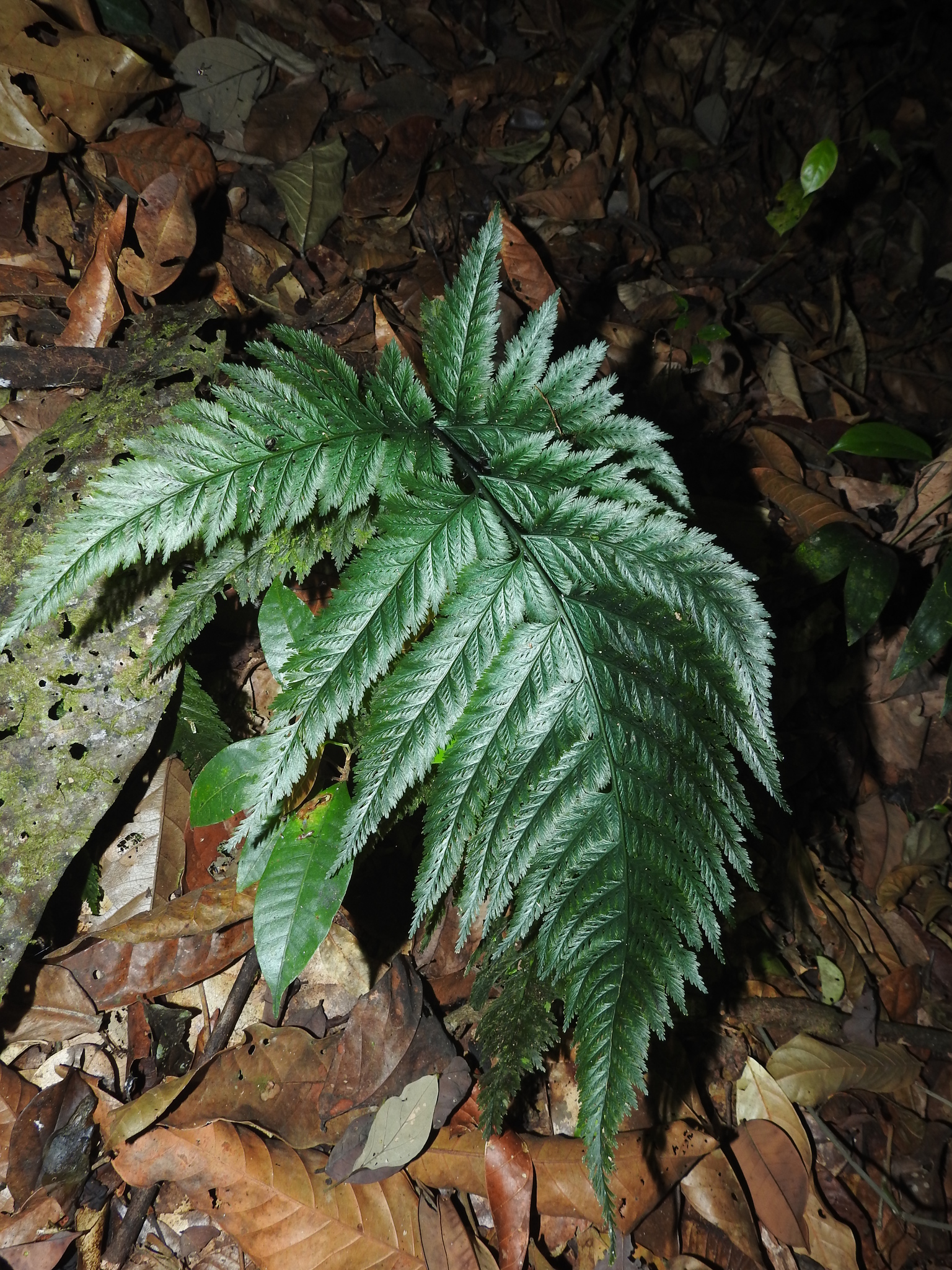Trichomanoideae