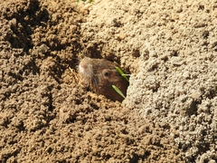 Geomys breviceps