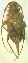 Oedopeza ocellator