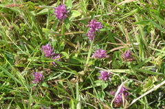 Trifolium medium