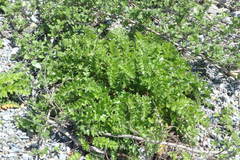 Cirsium maritimum