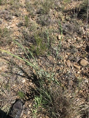 Oenothera glaucifolia